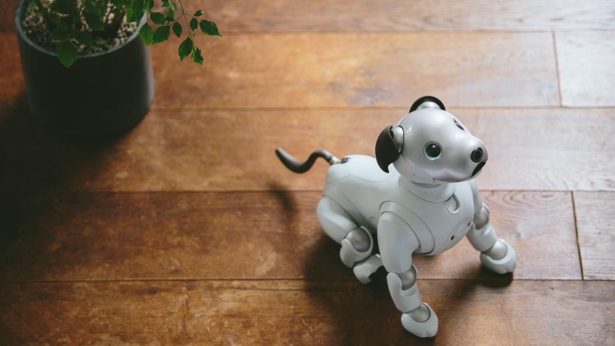Aibo owners can recycle their aging robotic canines thanks to Sony’s contemporary adoption program