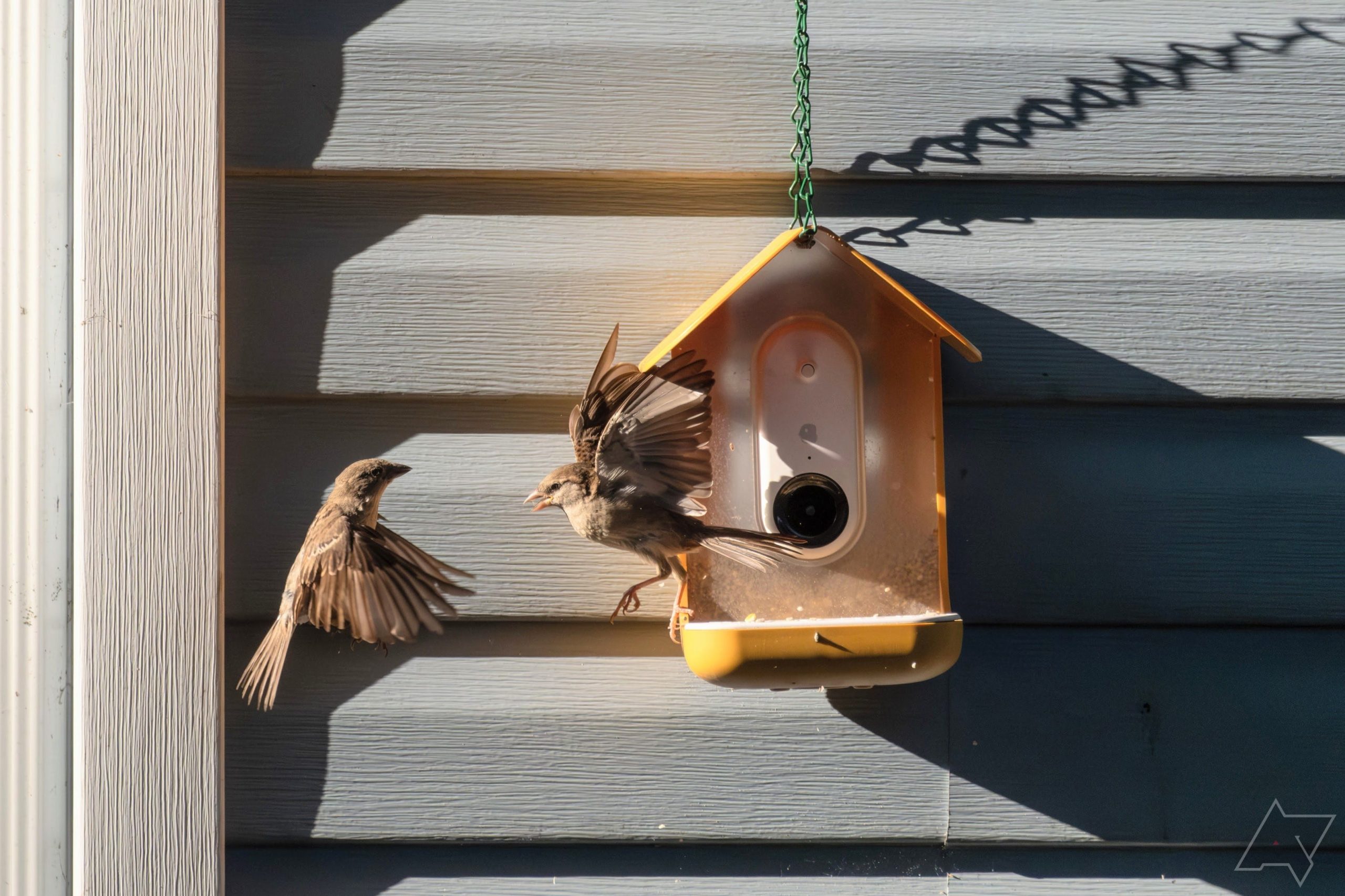 Bird Buddy neat fowl feeder analysis: Amateur ornithology at its cutest