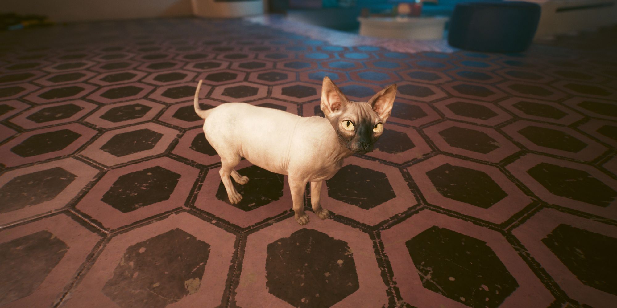 Where to accumulate the pet cat in Cyberpunk 2077